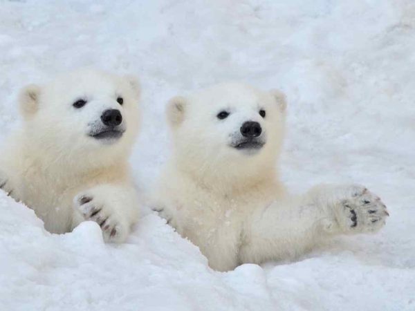 Are There Polar Bears in Iceland