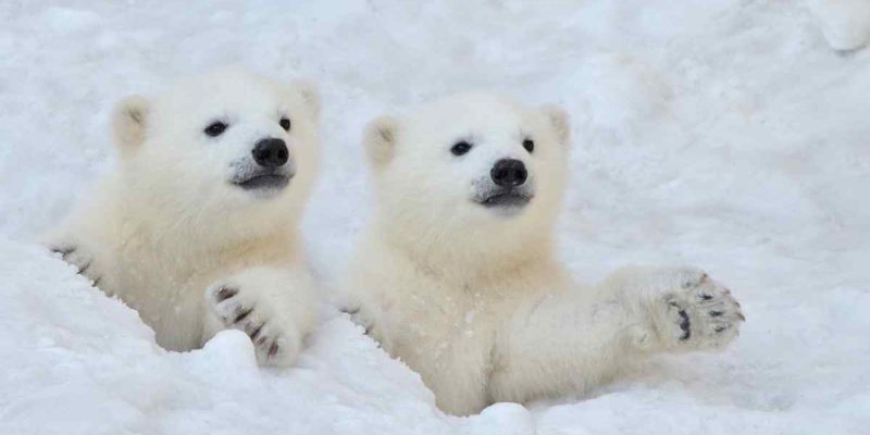 Are There Polar Bears in Iceland