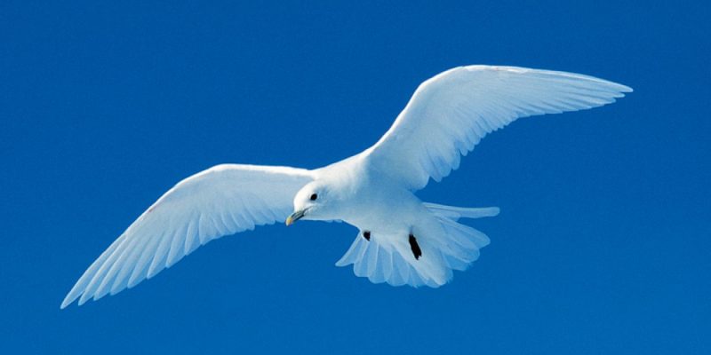 Birds in Arctic Region