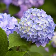 Fluffy Flowers