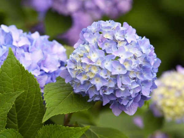 Fluffy Flowers