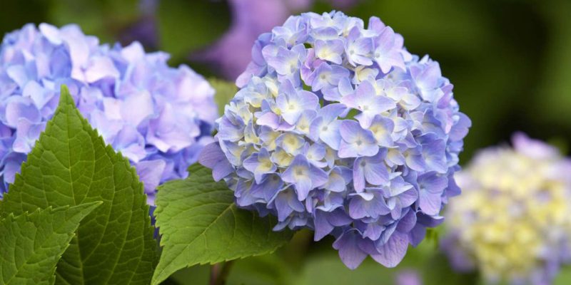 Fluffy Flowers