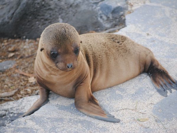 Galapagos Sea Lion