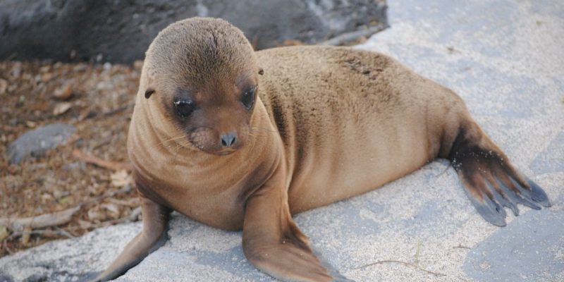 Galapagos Sea Lion