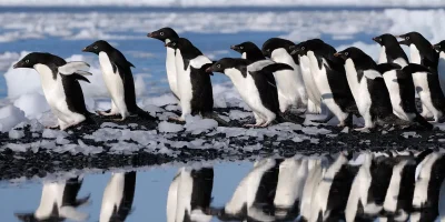 Group of Penguins Is Called