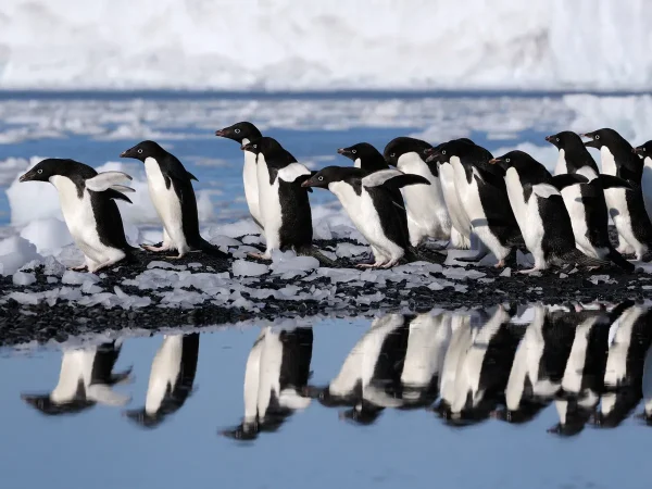 Group of Penguins Is Called