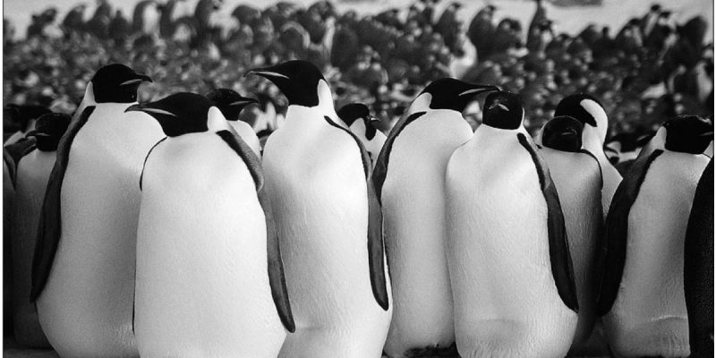 How Long Can Penguins Hold Their Breath