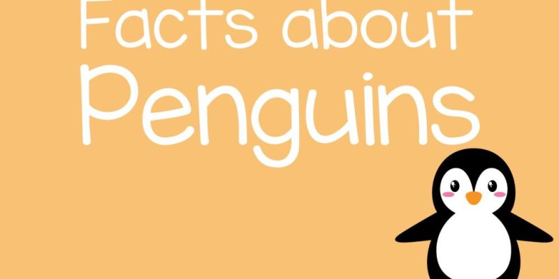 Penguin Fun Facts