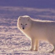 What Animals Live in the Arctic