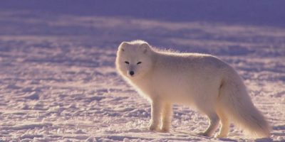 What Animals Live in the Arctic