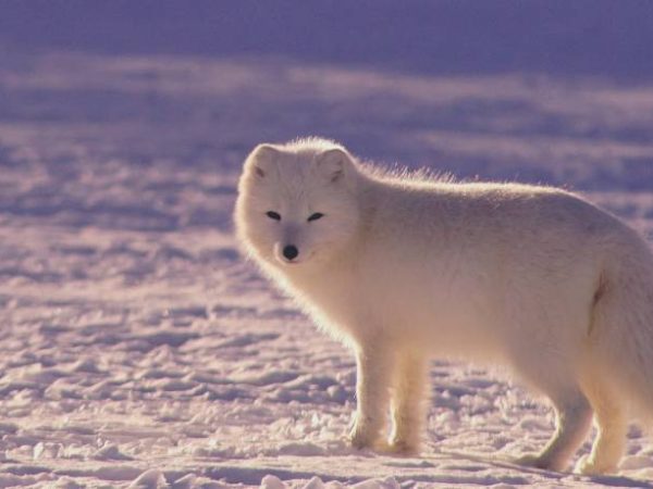 What Living Organisms Live in the Arctic