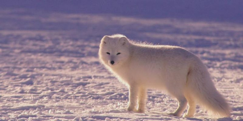 What Living Organisms Live in the Arctic