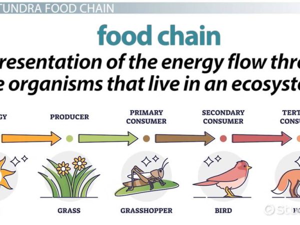 What Organisms Interact with Each Other in the Arctic