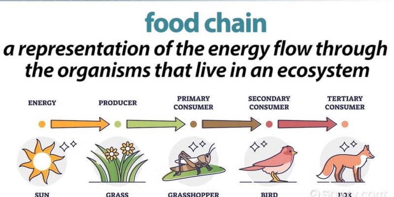 What Organisms Interact with Each Other in the Arctic