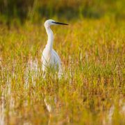 Delta Okavango Botswana