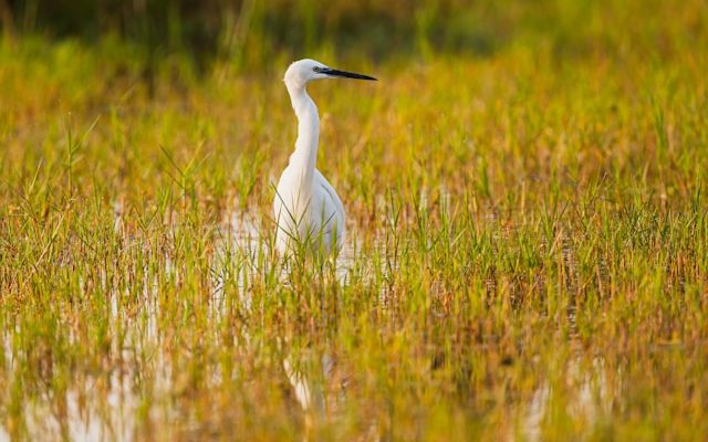 Delta Okavango Botswana