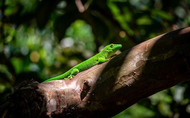 Animaux dans Madagascar