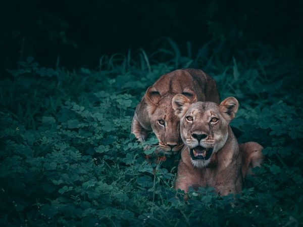 Ngala Safari Lodge Timbavati