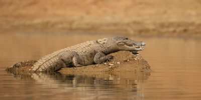 Caiman Pantanal Preço