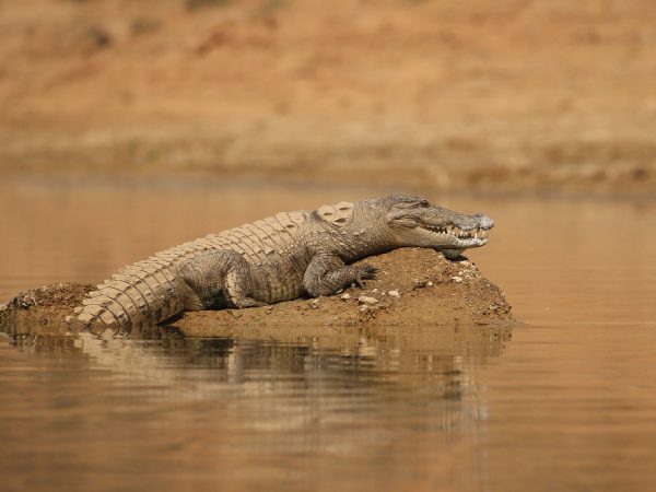 Caiman Pantanal Preço