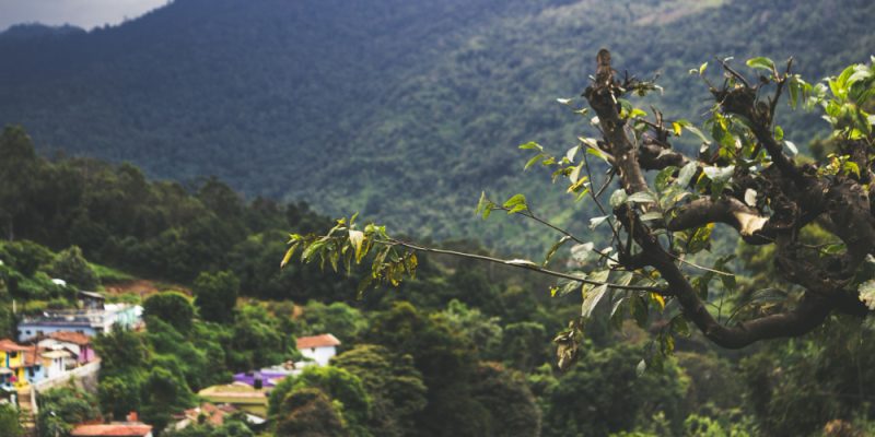 Catucaba Fazenda