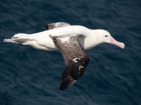 Antarctic Birds