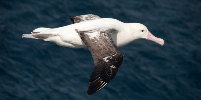 Antarctic Birds