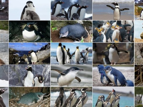 Breeds of Penguins