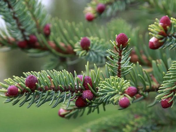 Colorful Flowers in the Boreal Forest List