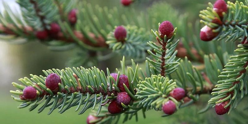 Colorful Flowers in the Boreal Forest List