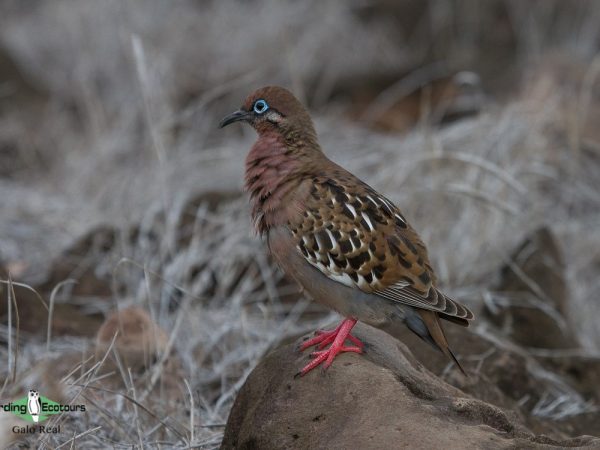 Does Galapagos Dove Hide from Predators