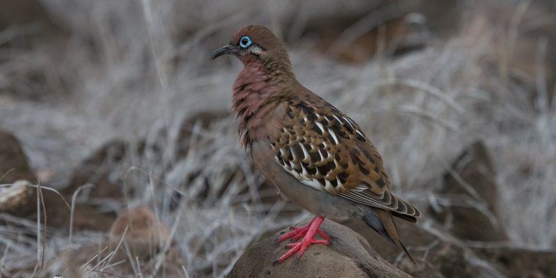 Does Galapagos Dove Hide from Predators