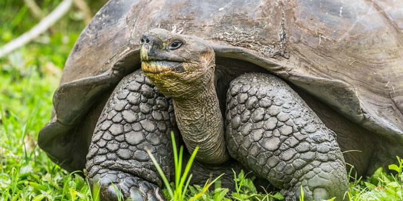 Galapagos Tortoise vs South American Tortoise