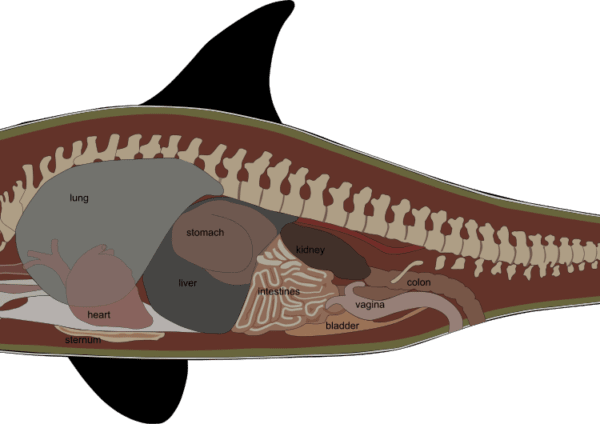 How Long Can an Orca Whale Hold Its Breath