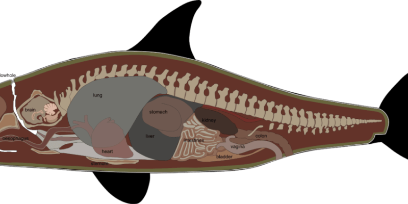 How Long Can an Orca Whale Hold Its Breath