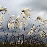 Is Cotton Grass in the Tundra