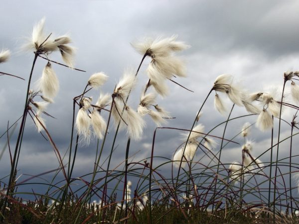 Is Cotton Grass in the Tundra