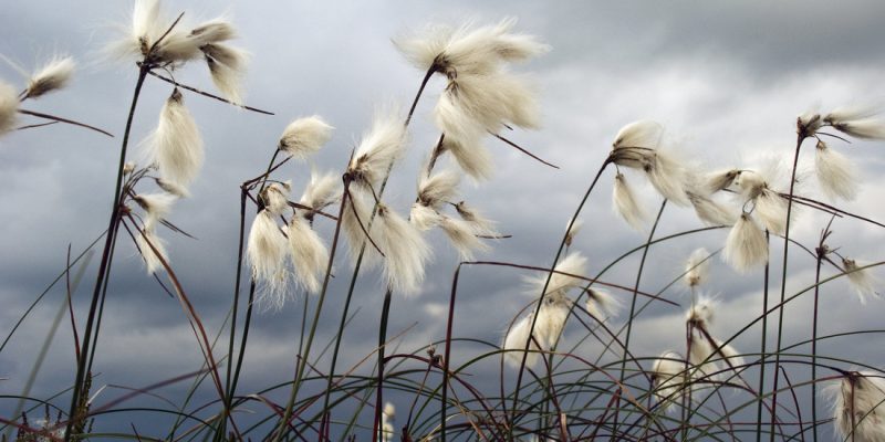 Is Cotton Grass in the Tundra