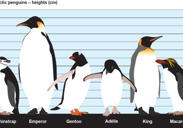 Kings Penguins