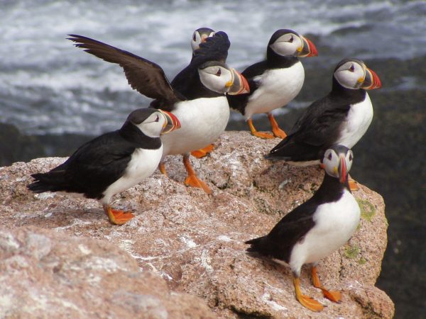Navy Puffins
