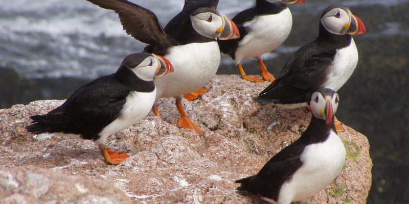 Navy Puffins