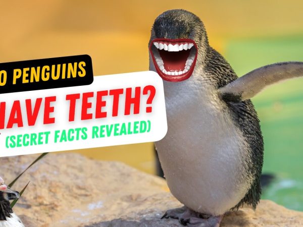 Penguins' Teeth