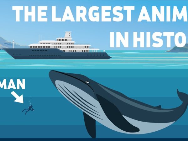 Pictures of a Person Compared to a Blue Whale