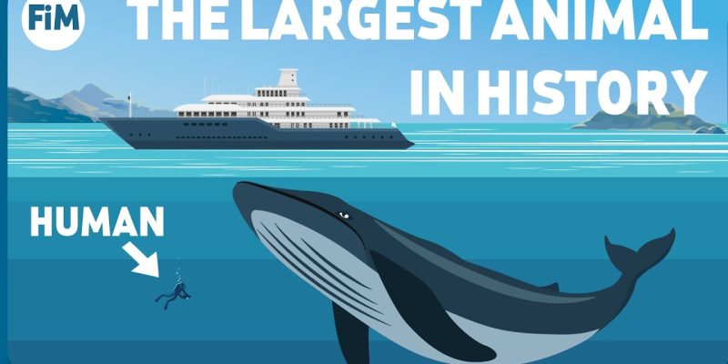 Pictures of a Person Compared to a Blue Whale