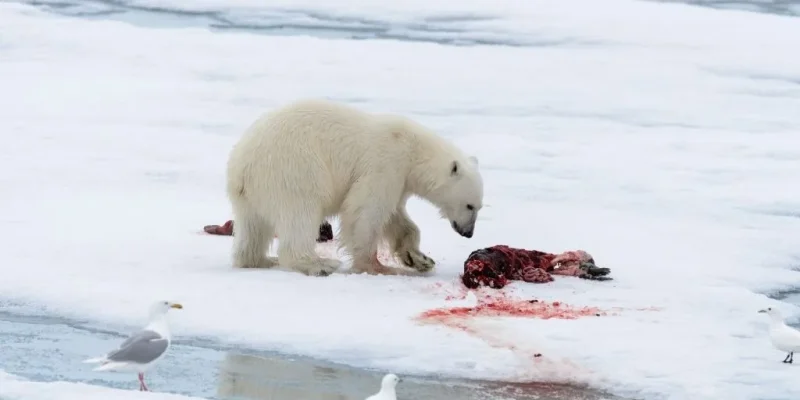 Polar Bear That Are Omnivores