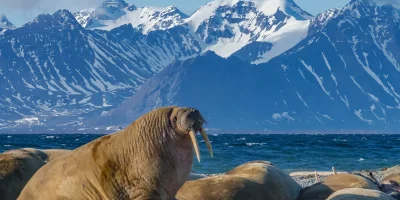 Svalbard and Jan Mayen Islands