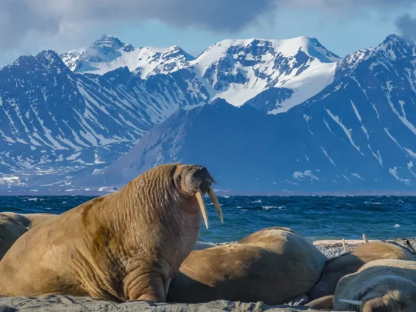 Svalbard and Jan Mayen Islands