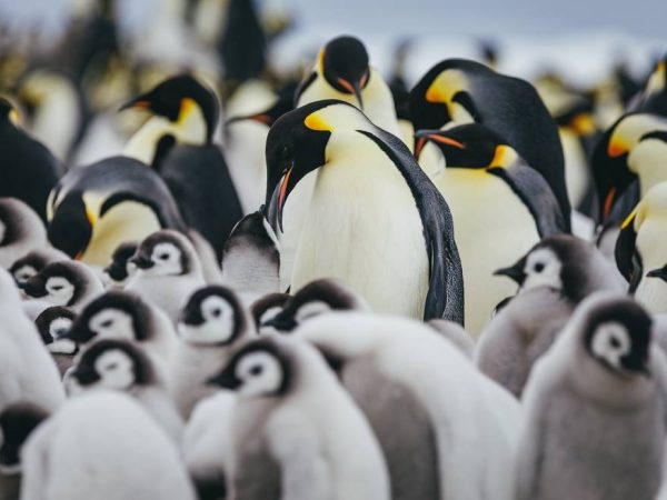 What Is a Flock of Penguins Called