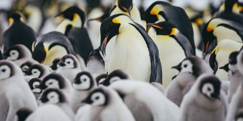 What Is a Flock of Penguins Called