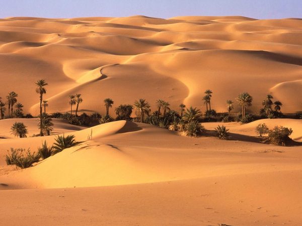 What Nonliving Organism Exists in Desert